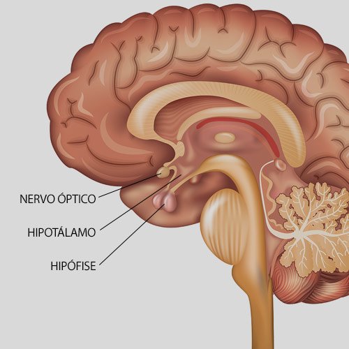 A Hipófise - Dr. Gilberto Ochman